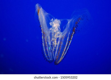 Spotted Comb Jellyfish In Aquarium