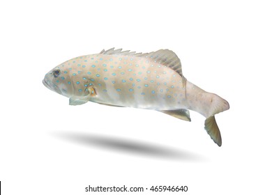 Spotted Coral Grouper (Plectropomus Maculatus)
Also Known As Sea Bass, Rockcods, Cods, Hinds, Trouts, Coral Trout, Bar-cheek Coral Trout,tropical Fish On White Background,beautiful Fish Swimming 