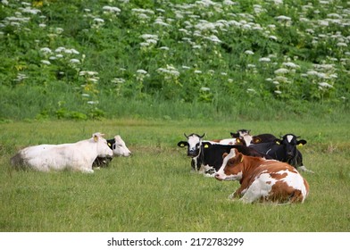 spotted cows recline in green grassy summer meadow near flowers in the netherlands