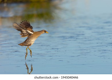 The Spotted Crake On The Pond