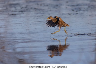 The Spotted Crake On The Pond