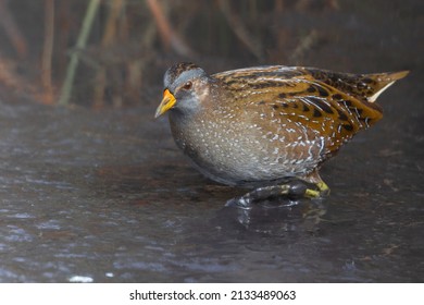 The Spotted Crake In Its Pond