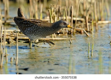 Spotted Crake (Porzana Porzana)