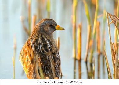 Spotted Crake (Porzana Porzana)