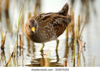 Spotted Crake (Porzana Porzana)