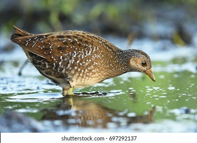 Spotted Crake (Porzana Porzana)