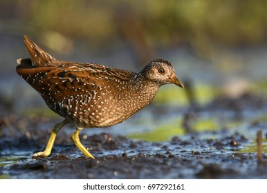 Spotted Crake (Porzana Porzana)