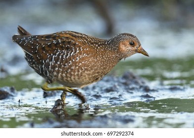 Spotted Crake (Porzana Porzana)