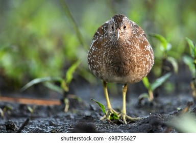 Spotted Crake (Porzana Porzana)