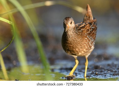 Spotted Crake (Porzana Porzana)