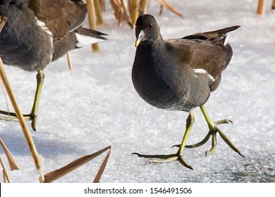 445 Spotted crake Images, Stock Photos & Vectors | Shutterstock