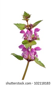 Spotted Deadnettle (Lamium Maculatum)