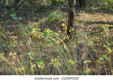 Spotted Dear Behind The Bush