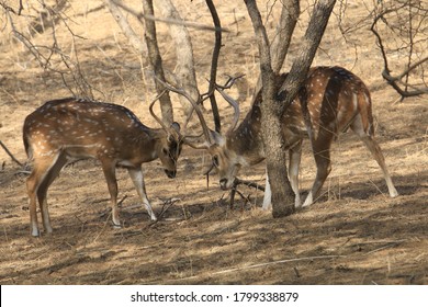 Spotted Dear Or Chital Lock Horns