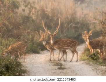 Spotted Dear Crossing The Road In Jungle