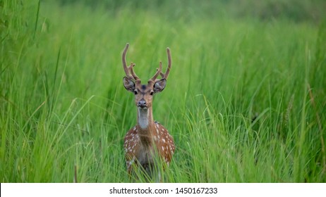 A Spotted Dear Giving A Nice Portrait