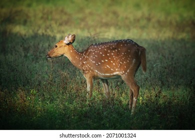 Spotted Dear Grazing In The Forest