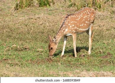 Spotted Dear Grazing Green Grass