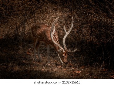 A Spotted Dear With Velvet Antlers 