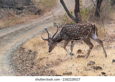 A spotted deer with antlers walking on a safari trail at the Gir National Park in Gujarat.