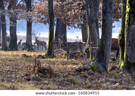 Similar – A little deer stands in the forest