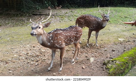 The spotted deer (Axis axis) is one of the most widely distributed wildlife species in the region. - Shutterstock ID 2218049029