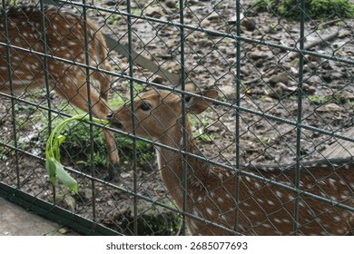 Spotted deer behind bars in captivity are seen eating vegetables in sunny weather
                              