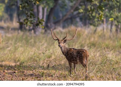 Spotted Deer Central Park India Stock Photo 2094794395 | Shutterstock