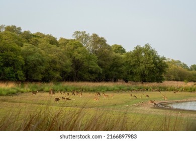 spotted deer chital or axis deer cheetal large herd group or family grazing grass in rajbagh lake field in landscape of ranthambore national park sawai madhopur rajasthan india - axis axis