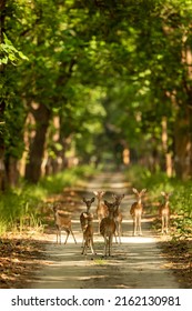 spotted deer or chital or axis deer family head on in herd or group blocking road or track at chuka ecotourism safari or pilibhit national park terai forest reserve uttar pradesh india asia
