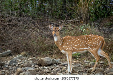 Spotted deer or Chital or axis axis side profile with eye contact at dhikala zone of jim corbett national park reserve uttarakhand India