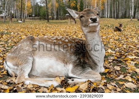 spotted deer doe lies on autumn fallen leaves