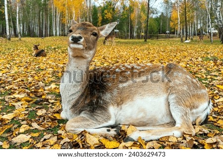 spotted deer doe lies on autumn fallen leaves