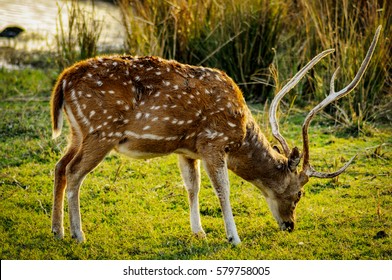 9,870 Deer eating from tree Images, Stock Photos & Vectors | Shutterstock