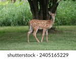 spotted deer fawn on golf course at Orofino ID