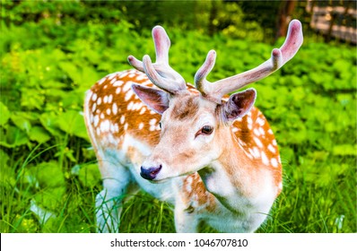 鹿 可愛い の写真素材 画像 写真 Shutterstock