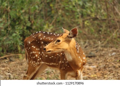 Spotted Deer In Forest Of Sanjay Gandhi National Park