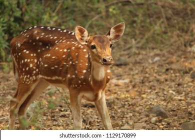 Spotted Deer In Forest Of Sanjay Gandhi National Park