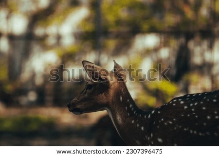 Spotted Deer, in Hindi called Chital, in English called Chital Deer, or Axis Deer, is a species of deer native to the Indian subcontinent in Cirebon, West Java, Indonesia.