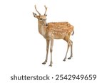 Spotted deer isolated on white background with clipping path.