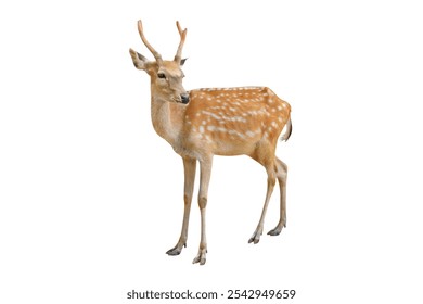 Spotted deer isolated on white background with clipping path.