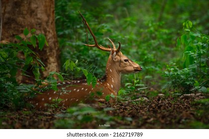 Spotted deer in Kabini Forest, Karnataka, India