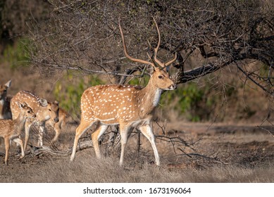 Spotted Deer Leading The Way Forward With The Other Members Following. Photo Shot In The Forest Of Ranthambore