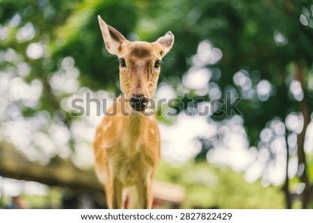 spotted deer looking directly at the camera in a park