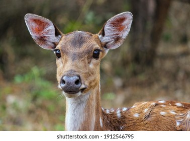 鹿 可愛い の写真素材 画像 写真 Shutterstock