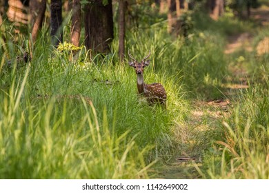 Spotted Deer, Nepal