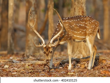 Spotted Deer In Pench National Park