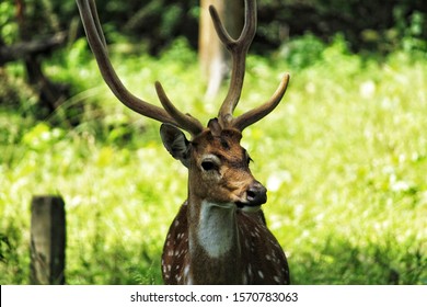 Spotted Deer Picture Taken In Bandipur National Park 