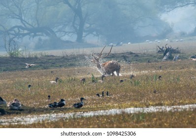 A Spotted Deer Running Through The Marshy Waters To Escape The Dog Attack Inside Bharatpur Bird Sanctuary On A Winter Afternoon