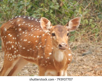 Spotted Deer In Sanjay Gandhi National Park, Mumbai